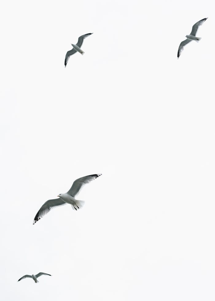 A serene capture of seagulls in flight in Helsinki, Finland.