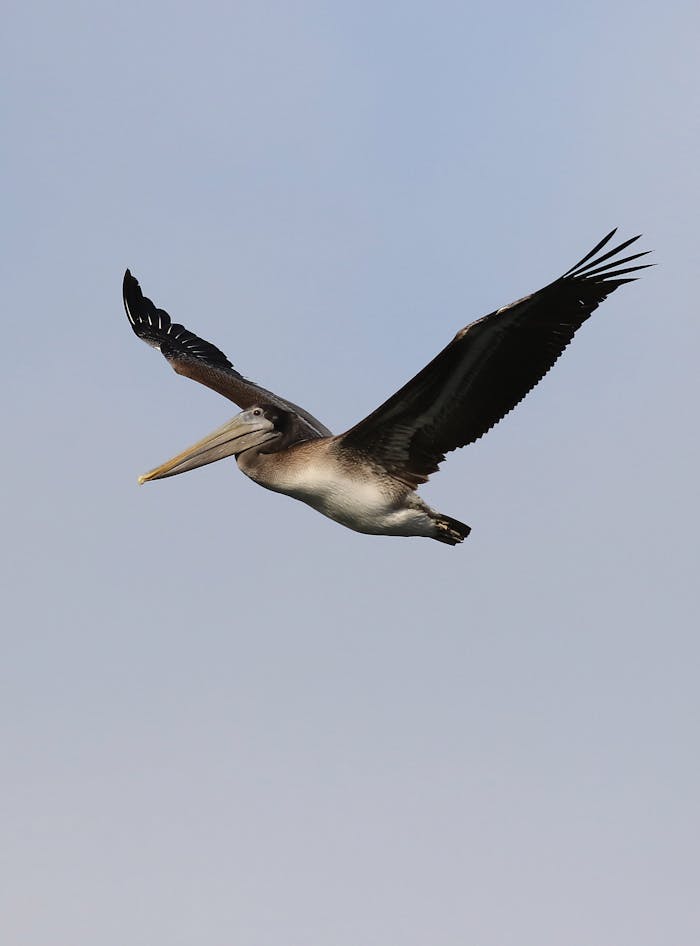 A majestic brown pelican soaring over a calm wetland area, showcasing its graceful wingspan.