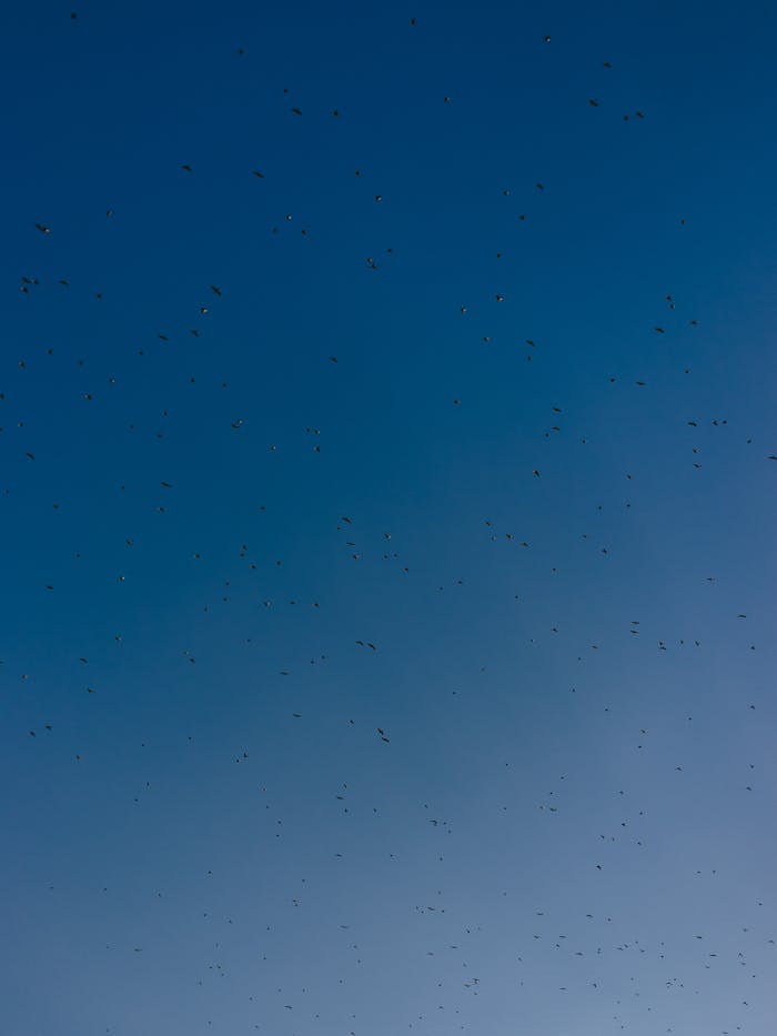 A vast flock of birds flying against a clear blue sky during daytime.