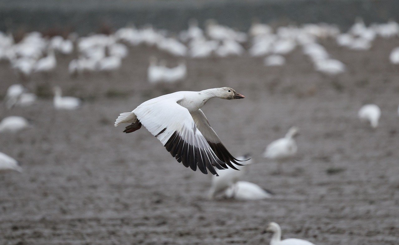 nature, animal, wildlife, migration, puget sound, washington, geese, birds