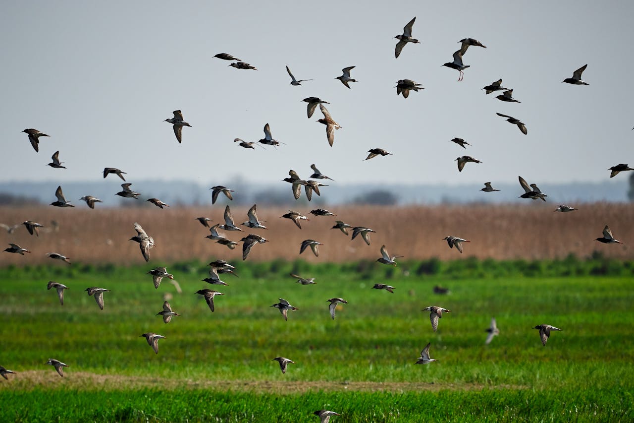 A picturesque scene of a flock of birds flying over a lush green field during the day.