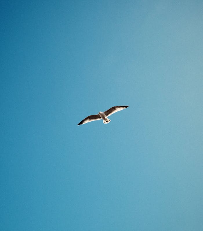 A lone seagull gliding gracefully in a bright blue sky.