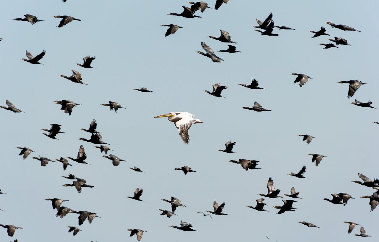 A flock of cormorants with a lone pelican soaring in the sky over Romania, showcasing migration.